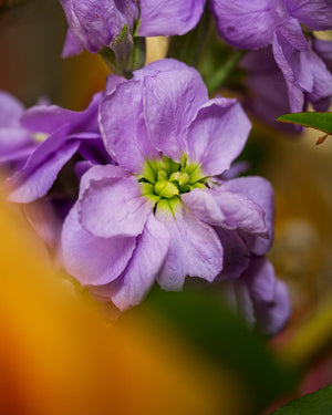 
                  
                    Blumenstrauß "Blühende Umarmung"
                  
                